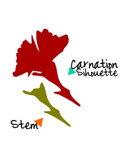 Carnation Image